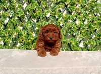 AKC Red Toy Poodle Girl, a female Poodle - Toy  for sale in Los Angeles, CA – Photo 4 of 5