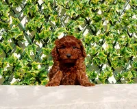 AKC Red Toy Poodle Girl, a female Poodle - Toy  for sale in Los Angeles, CA – Photo 2 of 5