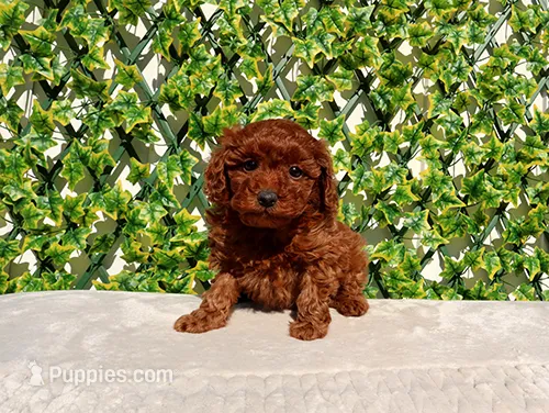 AKC Red Toy Poodle Girl
