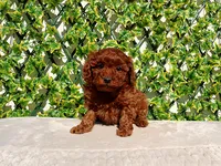 AKC Red Toy Poodle Girl, a female Poodle - Toy  for sale in Los Angeles, CA – Photo 1 of 5