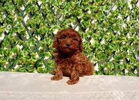 AKC Red Toy Poodle Girl, a female Poodle - Toy  for sale in Los Angeles, CA – Photo 3 of 5