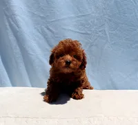 AKC Red Toy Poodle Puppy Boy (Royce), a male Poodle - Toy  for sale in Los Angeles, CA – 6 of 8