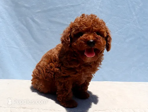 AKC Red Toy Poodle Puppy Girl (Uris) – Poodle - Toy  puppy for sale in Los Angeles, CA