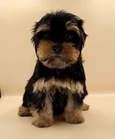 Toy Yorkie Puppy Girl (Tilly), a female Yorkshire Terrier for sale in Los Angeles, CA – 3 of 10
