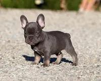 AKC Blue Tri French Bulldog Puppy Boy, a male French Bulldog for sale in Los Angeles, CA – 4 of 10