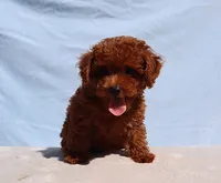 AKC Red Toy Poodle Puppy Boy (Milo), a male Poodle - Toy  for sale in Los Angeles, CA – 4 of 5