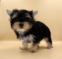 Toy Yorkie Puppy Girl (Lovey), a female Yorkshire Terrier for sale in Los Angeles, CA – 9 of 10