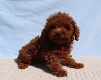 AKC Red Toy Poodle Puppy Boy (King), a male Poodle - Toy  for sale in Los Angeles, CA – 2 of 5