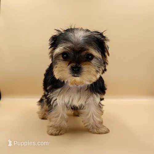 Toy Yorkie Puppy Girl (Bella), a female Yorkshire Terrier for sale in Los Angeles, CA – 1 of 9