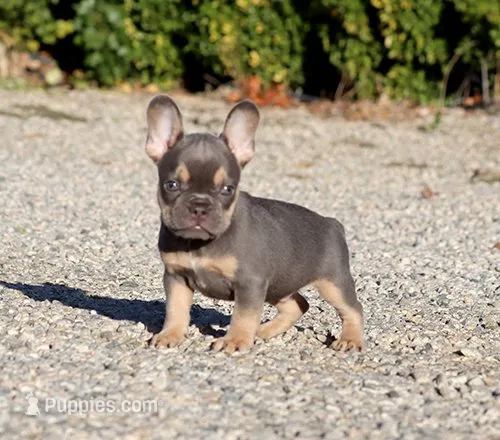 AKC Lilac Tri French Bulldog Puppy Boy, a male French Bulldog for sale in Los Angeles, CA – 1 of 9