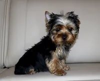 Toy Yorkie Puppy Boy (Oreo), a male Yorkshire Terrier for sale in Los Angeles, CA – 5 of 7