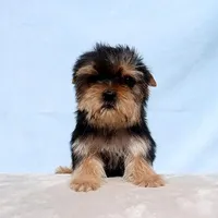 Toy Yorkie Puppy Girl (Fiona), a female Yorkshire Terrier for sale in Los Angeles, CA – Photo 2 of 5