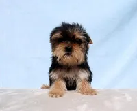 Toy Yorkie Puppy Girl (Fiona), a female Yorkshire Terrier for sale in Los Angeles, CA – Photo 2 of 5