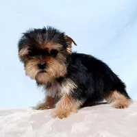 Toy Yorkie Puppy Girl (Fiona), a female Yorkshire Terrier for sale in Los Angeles, CA – Photo 3 of 5
