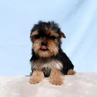 Toy Yorkie Puppy Girl (Fiona), a female Yorkshire Terrier for sale in Los Angeles, CA – Photo 5 of 5