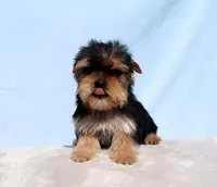 Toy Yorkie Puppy Girl (Fiona), a female Yorkshire Terrier for sale in Los Angeles, CA – Photo 5 of 5