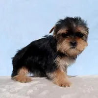 Toy Yorkie Puppy Girl (Fiona), a female Yorkshire Terrier for sale in Los Angeles, CA – Photo 4 of 5