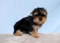 Toy Yorkie Puppy Girl (Fiona), a female Yorkshire Terrier for sale in Los Angeles, CA – Photo 4 of 5