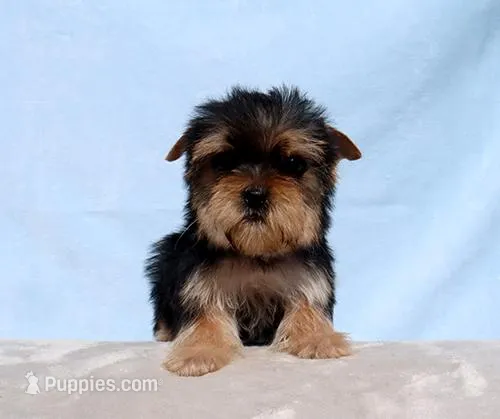 Toy Yorkie Puppy Girl (Fiona)