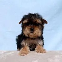 Toy Yorkie Puppy Girl (Fiona), a female Yorkshire Terrier for sale in Los Angeles, CA – Photo 1 of 5