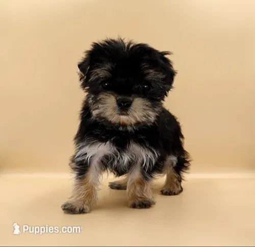 Toy Yorkie Puppy Boy (Nitro), a male Yorkshire Terrier for sale in Los Angeles, CA – 1 of 10