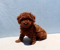 AKC Red Toy Poodle Puppy Boy (Yoshi), a male Poodle - Toy  for sale in Los Angeles, CA – 2 of 8