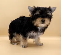 Toy Yorkie Puppy Girl (Lovey), a female Yorkshire Terrier for sale in Los Angeles, CA – 4 of 10