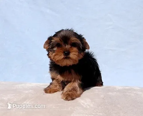Toy Yorkie Puppy Boy (Reno), a male Yorkshire Terrier for sale in Los Angeles, CA – 2 of 10