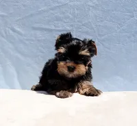 Toy Yorkie Puppy Girl (Candy), a female Yorkshire Terrier for sale in Los Angeles, CA – 6 of 6
