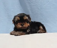 Teacup Yorkie Puppy Boy (Ralphy), a male Yorkshire Terrier for sale in Los Angeles, CA – 5 of 5