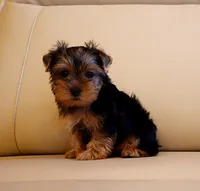 Toy Yorkie Puppy Girl (Echo), a female Yorkshire Terrier for sale in Los Angeles, CA – 2 of 5