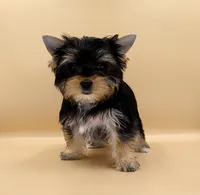 Toy Yorkie Puppy Girl (Lovey), a female Yorkshire Terrier for sale in Los Angeles, CA – 5 of 10