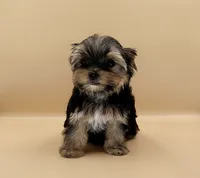 Toy Yorkie Puppy Girl (Rumi), a female Yorkshire Terrier for sale in Los Angeles, CA – 4 of 10