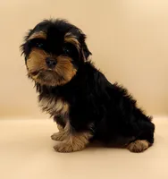 Toy Yorkie Puppy Girl (Tilly), a female Yorkshire Terrier for sale in Los Angeles, CA – 8 of 10