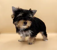 Toy Yorkie Puppy Girl (Lovey), a female Yorkshire Terrier for sale in Los Angeles, CA – 10 of 10