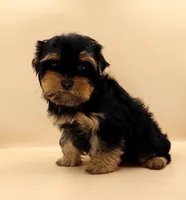 Toy Yorkie Puppy Girl (Tilly), a female Yorkshire Terrier for sale in Los Angeles, CA – 7 of 10