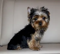 Toy Yorkie Puppy Boy (Oreo), a male Yorkshire Terrier for sale in Los Angeles, CA – 3 of 7
