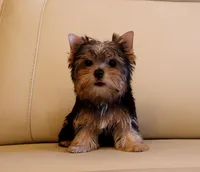 Tiny Teacup Yorkie Puppy Boy (Gizmo), a male Yorkshire Terrier for sale in Los Angeles, CA – 2 of 5