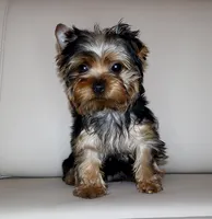 Toy Yorkie Puppy Boy (Oreo), a male Yorkshire Terrier for sale in Los Angeles, CA – 1 of 7