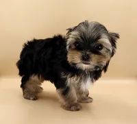Toy Yorkie Puppy Girl (Rumi), a female Yorkshire Terrier for sale in Los Angeles, CA – 8 of 10