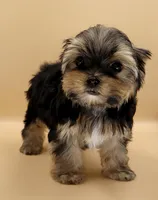 Toy Yorkie Puppy Girl (Rumi), a female Yorkshire Terrier for sale in Los Angeles, CA – 6 of 10