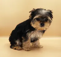 Toy Yorkie Puppy Girl (Bella), a female Yorkshire Terrier for sale in Los Angeles, CA – 5 of 9