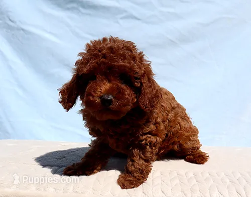 AKC Red Toy poodle Puppy Girl (Nelly) – Poodle - Toy  puppy for sale in Los Angeles, CA