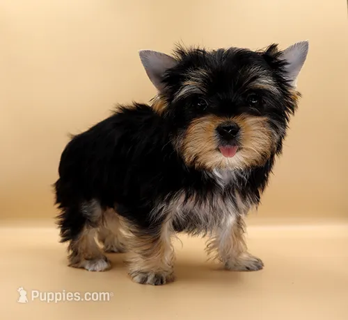 Toy Yorkie Puppy Girl (Lovey) – Yorkshire Terrier puppy for sale in Los Angeles, CA