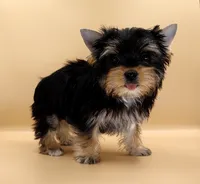 Toy Yorkie Puppy Girl (Lovey), a female Yorkshire Terrier for sale in Los Angeles, CA – 1 of 10