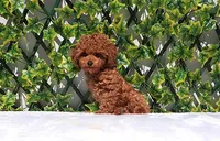 AKC Red Toy Poodle Boy (Ivan), a male Poodle - Toy  for sale in Los Angeles, CA – Photo 3 of 5