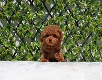 AKC Red Toy Poodle Boy (Ivan), a male Poodle - Toy  for sale in Los Angeles, CA – Photo 4 of 5