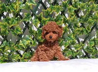 AKC Red Toy Poodle Boy (Ivan), a male Poodle - Toy  for sale in Los Angeles, CA – Photo 2 of 5