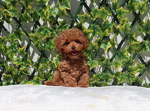 AKC Red Toy Poodle Boy (Ivan)
