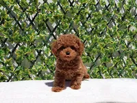 AKC Red Toy Poodle Boy (Ivan), a male Poodle - Toy  for sale in Los Angeles, CA – Photo 5 of 5